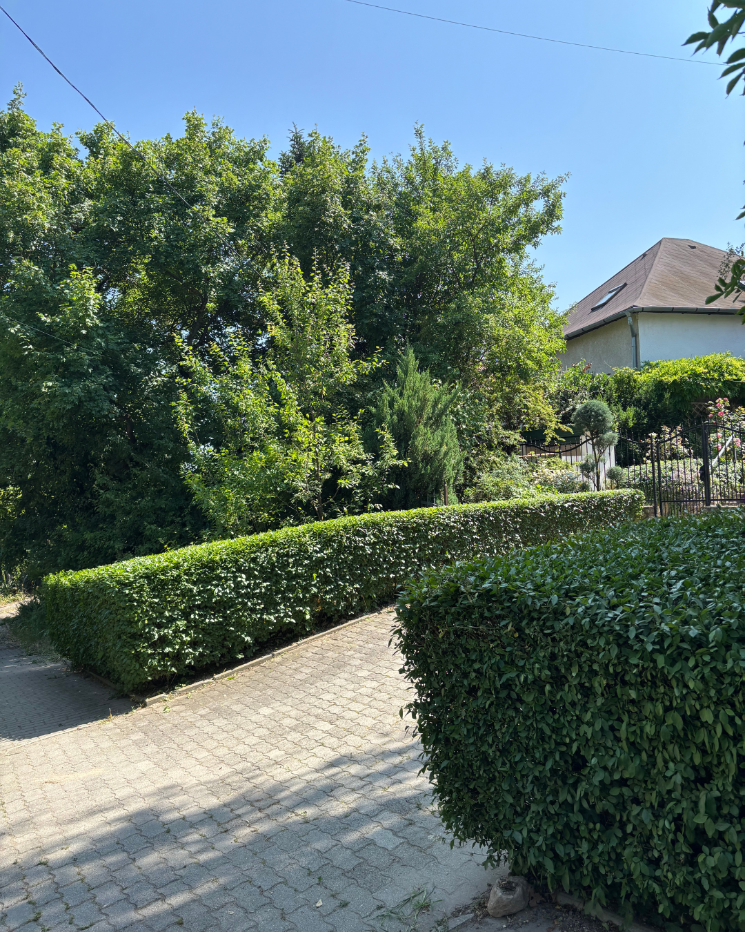 Kertfenntartás - Lenyírt sövény 11. kerületben